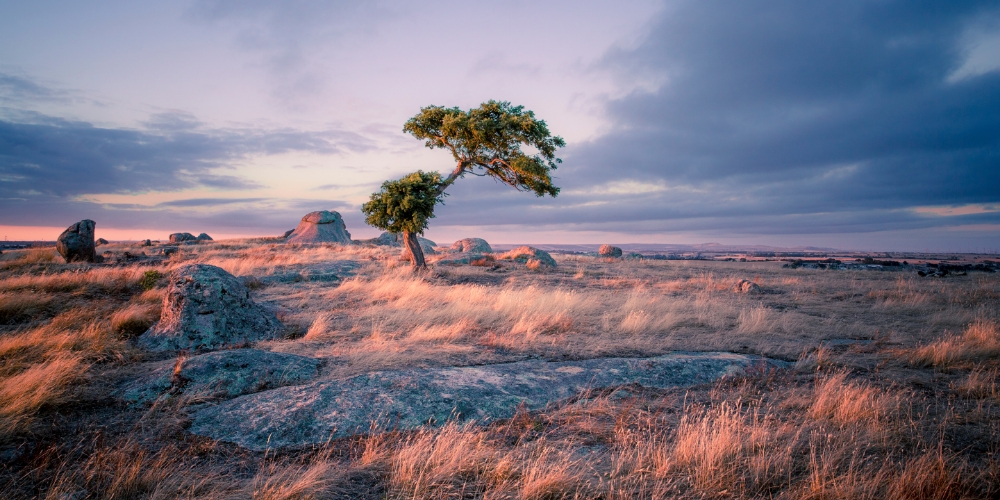 Landscape image with a single tree in focus